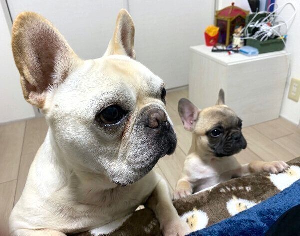 見つめる小次郎くんと高虎くん