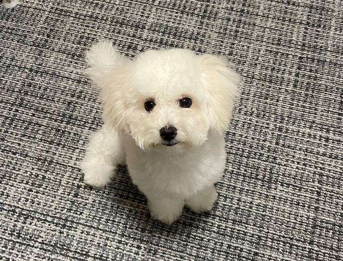 シャンプーしてフッワフワになったゆらちゃん