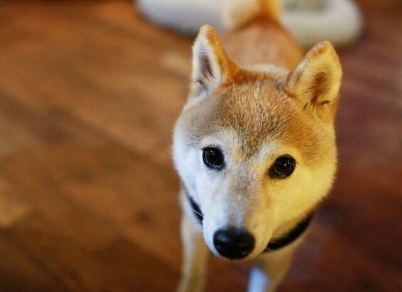 犬の口角が上がるとき 穴澤賢の犬のはなし いぬのきもちweb Magazine 犬の口角が上がるとき 穴澤賢の犬のはなし いぬのきもちweb Magazine