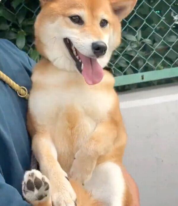 散歩拒否するエマちゃん