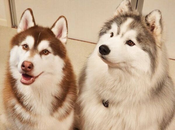 仲良しなバンデくん、グーテくん