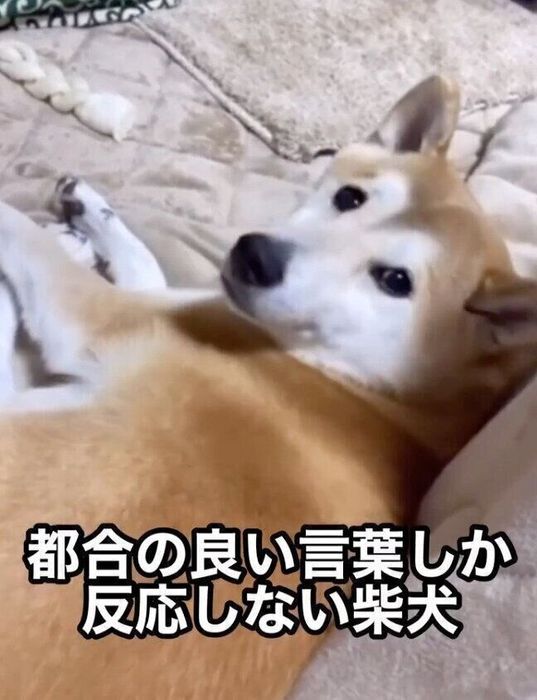 「散歩」だけ反応するはるちゃん