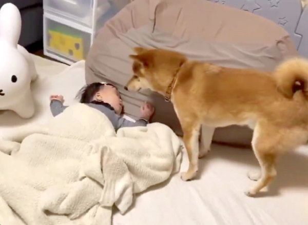 妹ちゃんの顔を見るりんご郎くん