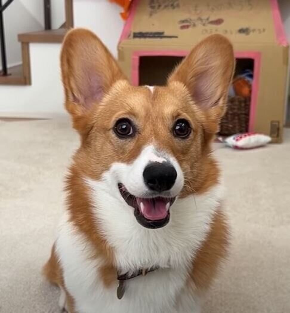 ふだんは笑顔を見せないクールな妹犬が 笑った スマイルになる貴重な瞬間にキュン いぬのきもちweb Magazine ふだんは笑顔を見せないクールな妹犬が 笑った スマイルになる貴重な瞬間にキュン いぬのきもちweb Magazine