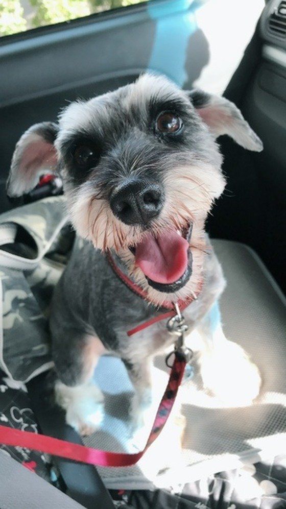 このしぐさは 大好きサイン 愛犬の飼い主さんへの愛情表現を解説 いぬのきもちweb Magazine