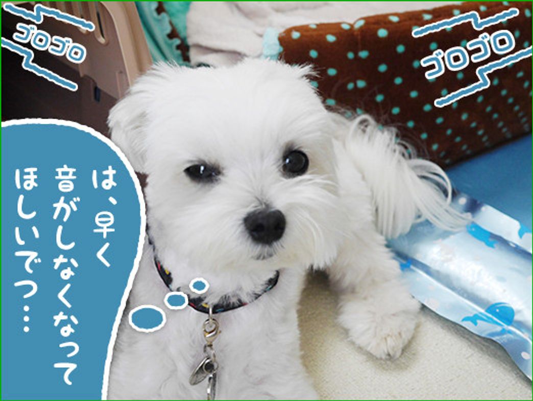 雷や花火にはブルブルでつ なんちゃって ひろしです ヘタレじゃないでつ いぬのきもちweb Magazine 雷や花火にはブルブルでつ なんちゃって ひろしです ヘタレじゃないでつ いぬのきもちweb Magazine