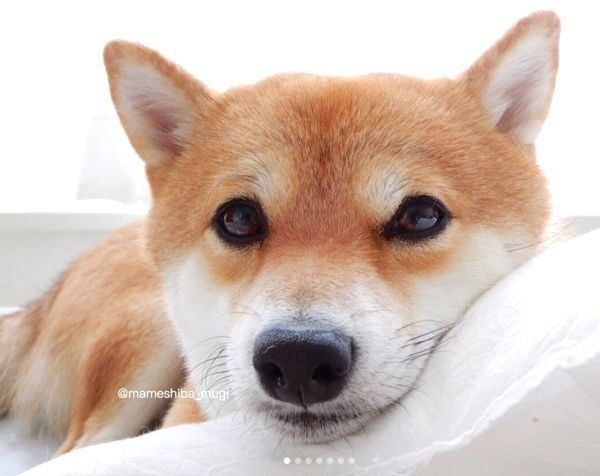 愛くるしい表情の豆柴