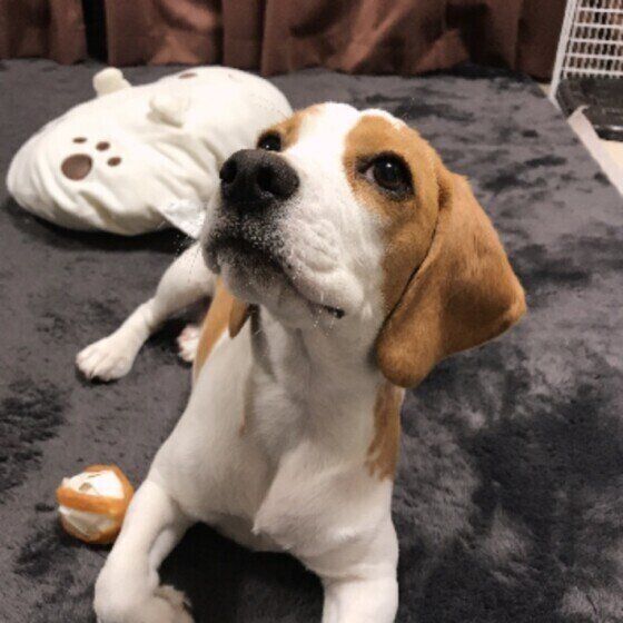 ビーグルのきなこちゃん