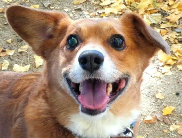 見つめるコーギー