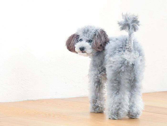 振り返るモナ王くん