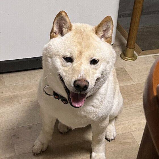 オスワリする柴犬