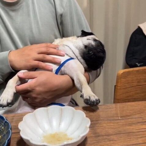 パグのぷくまるくん