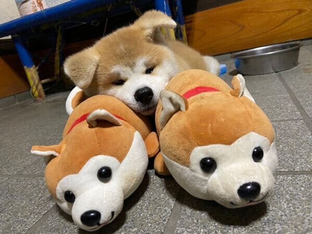 友達連れてきたよ 小さな口で大きなぬいぐるみをくわえる秋田犬の子犬 一生懸命な姿に胸キュン いぬのきもちweb Magazine 友達連れてきたよ 小さな口で大きなぬいぐるみをくわえる秋田犬の子犬 一生懸命な姿に胸キュン いぬのきもちweb Magazine