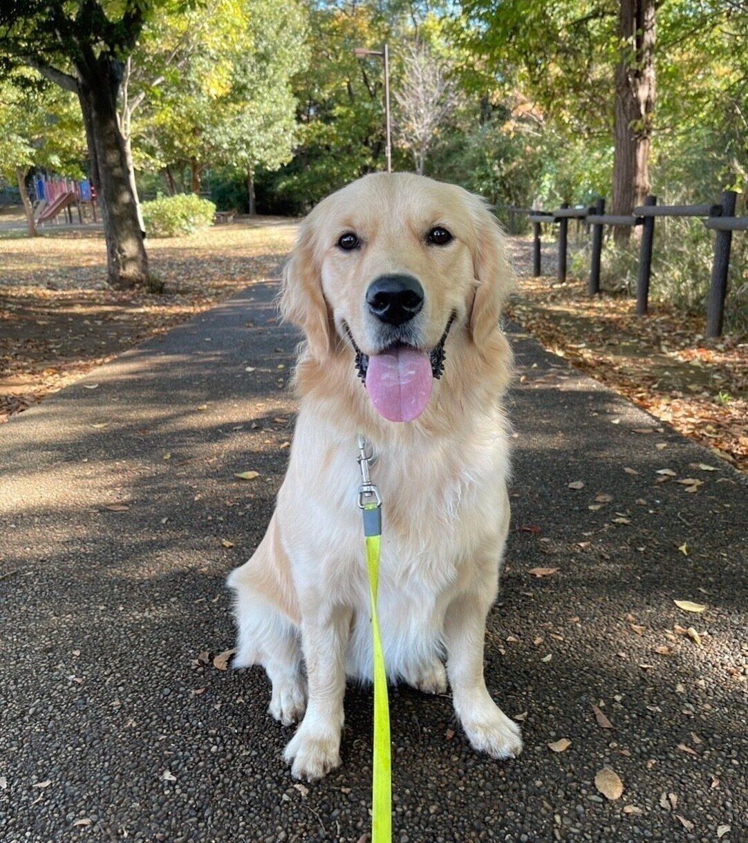 散歩を楽しむロアくん