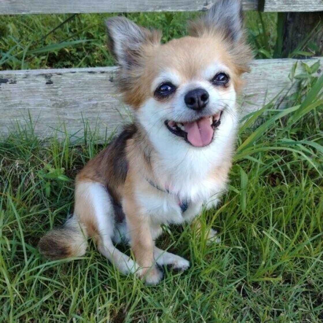 犬がマウンティングする理由 やめさせたい時の対処法は いぬのきもちweb Magazine 犬がマウンティングする理由 やめさせたい時の対処法は いぬのきもちweb Magazine