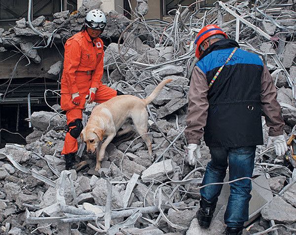 写真提供：全国災害救助犬協会
