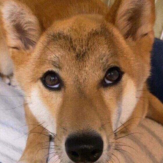 カモメ眉の柴犬