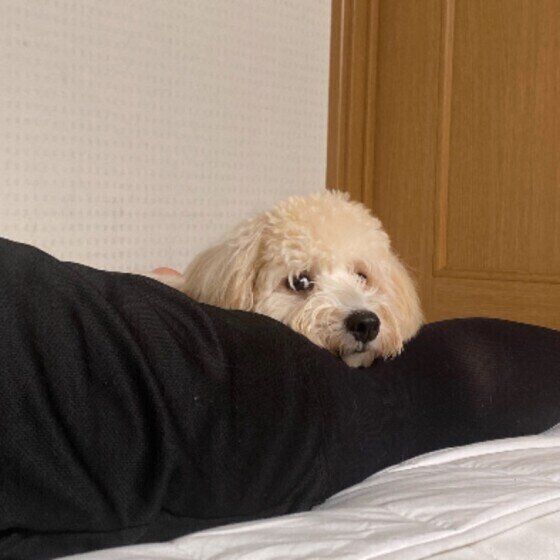 ひざの上にあごのせをするMix犬