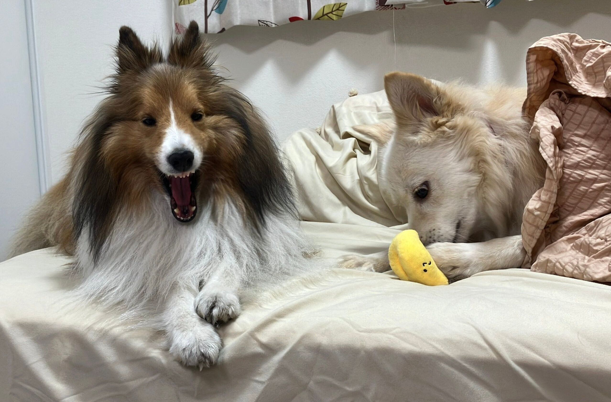 おもちゃに夢中なゆづちゃんとあくびをしているスピカちゃん。