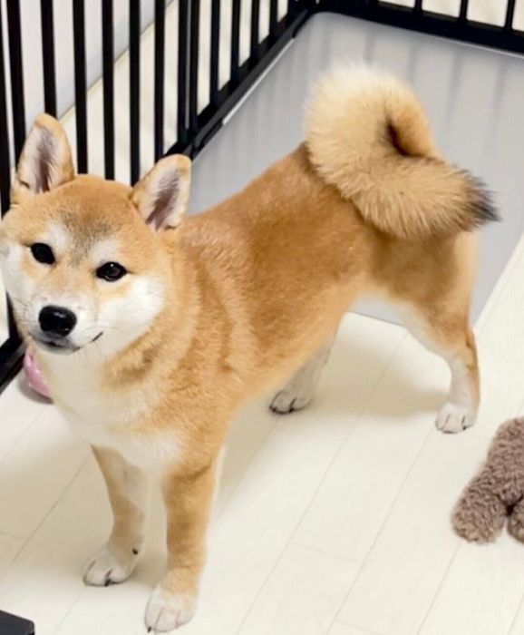 見つめるつくねちゃん