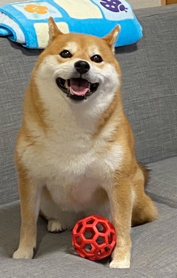 ボール遊びに飽きたひるねちゃん