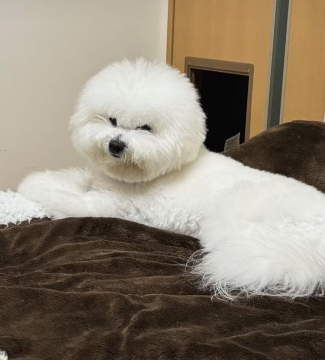 ふだんの様子　リラックスするメルちゃん