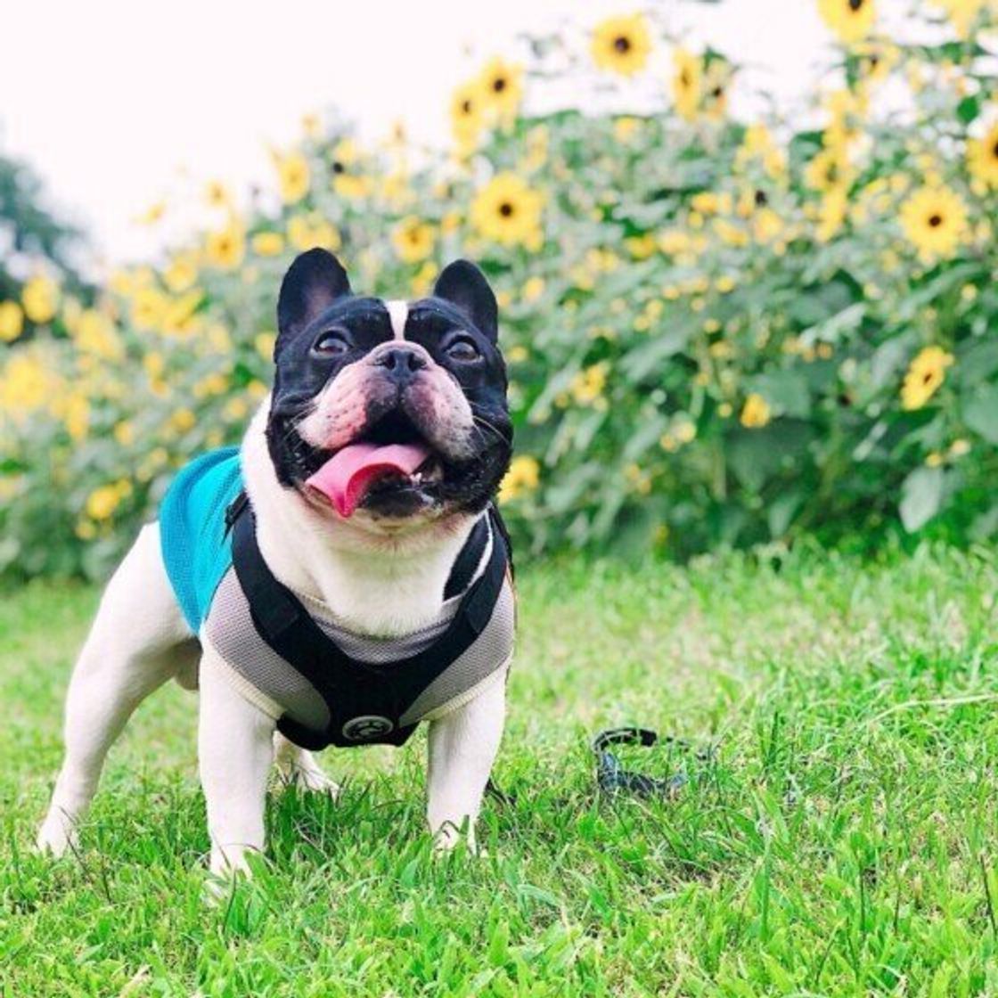 フレブル や シー ズー も 鼻ぺちゃ がかわいい犬種6選 いぬのきもちweb Magazine フレブル や シー ズー も 鼻ぺちゃ がかわいい犬種6選 いぬのきもちweb Magazine