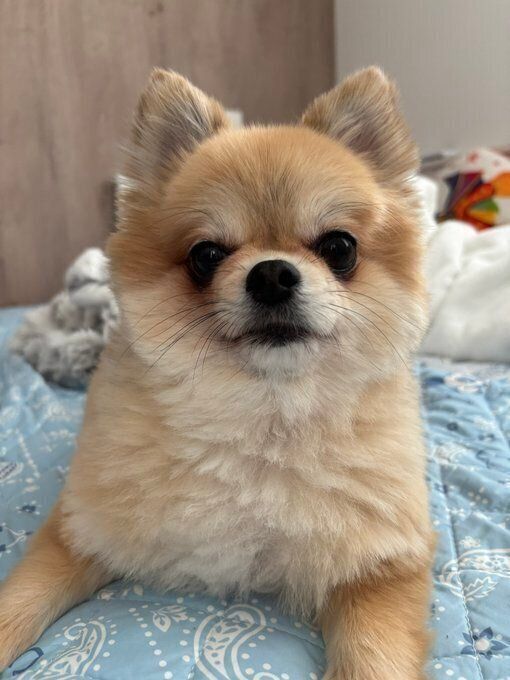 カメラ目線の犬