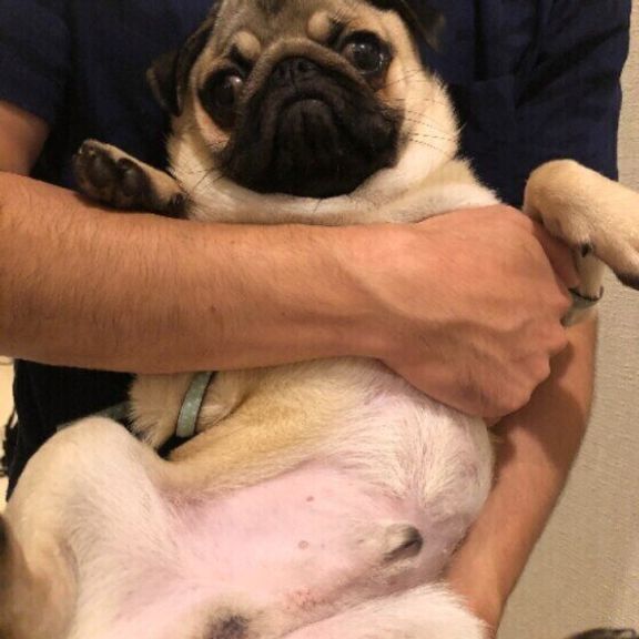 抱っこされるパグ
