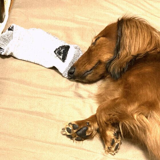 靴下を嗅ぎながら眠るアーサーくん