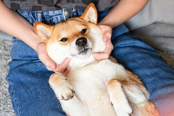 くつろぐ犬