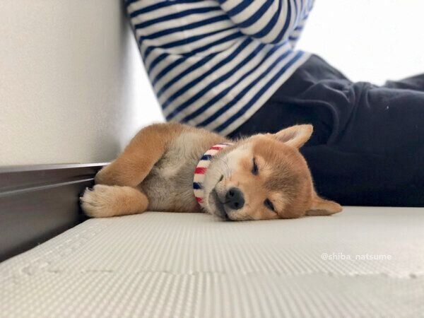 飼い主さんにくっついて眠るなつめちゃん