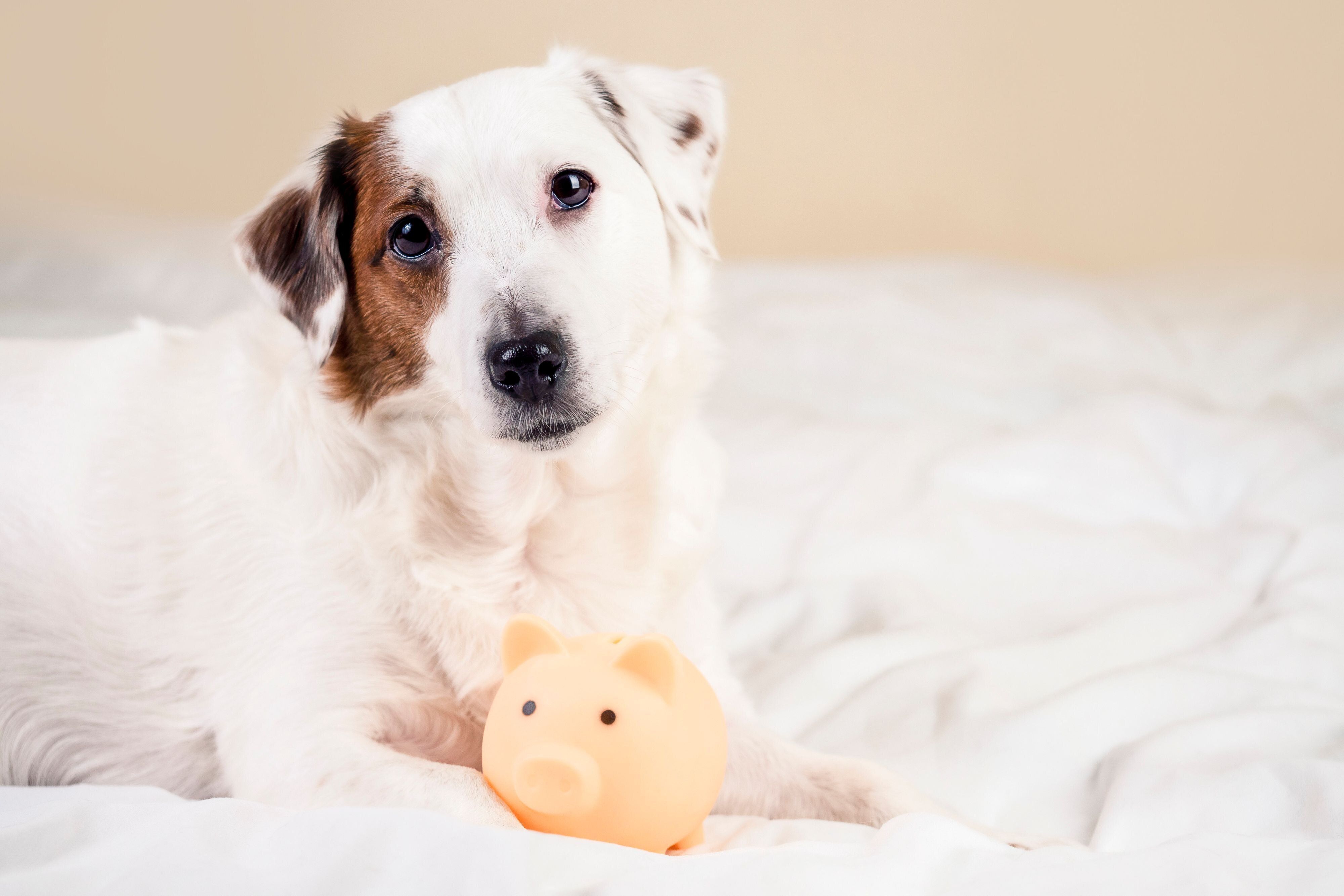おもちゃで遊ぶ犬