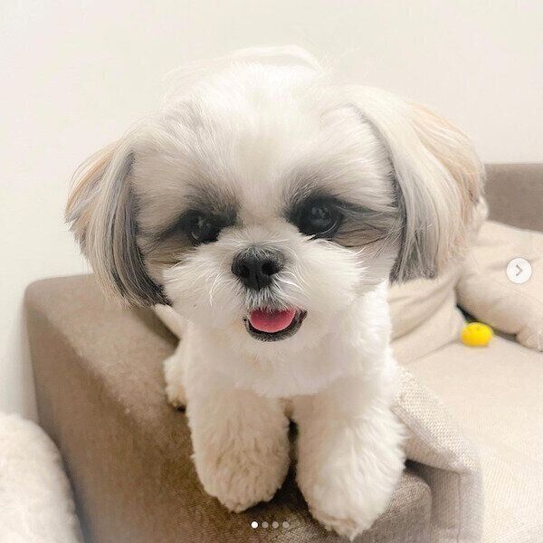 笑顔のぽんぷぅちゃん