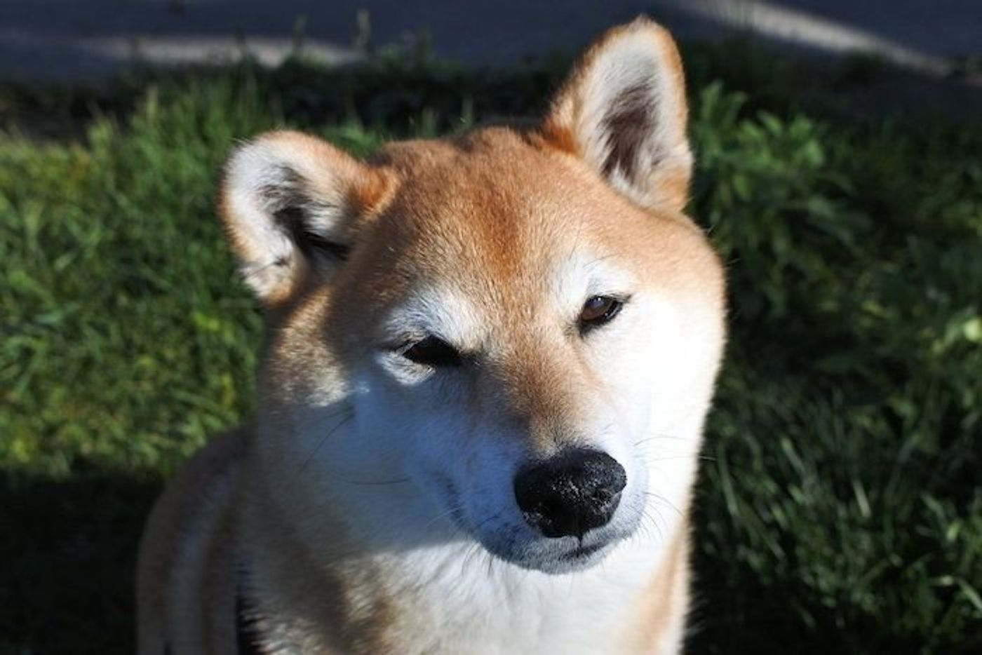 柴犬マロたん 飼い主の長電話を許しません宣言 いつでも自分だけ見てて いぬのきもちweb Magazine 柴犬マロたん 飼い主の長電話を許しません宣言 いつでも自分だけ見てて いぬのきもちweb Magazine