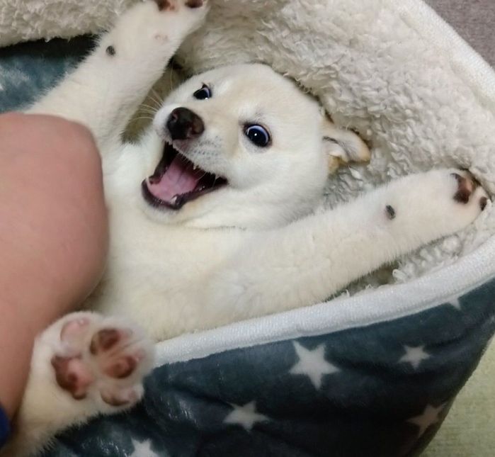 ペットベッドの中で遊ぶ小麦ちゃん