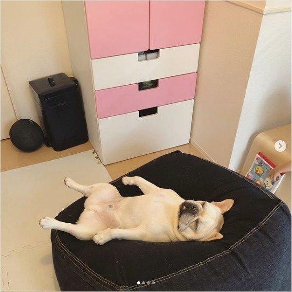 ダメになるワンコ