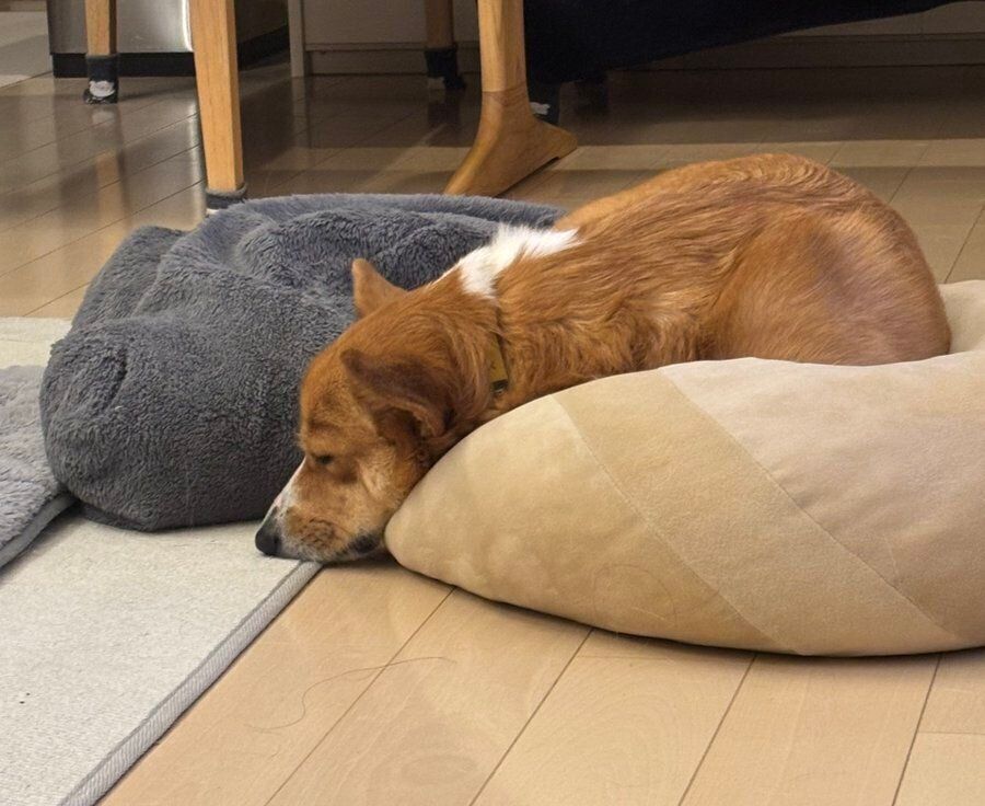 ベージュのクッションの上で眠るパンナちゃん