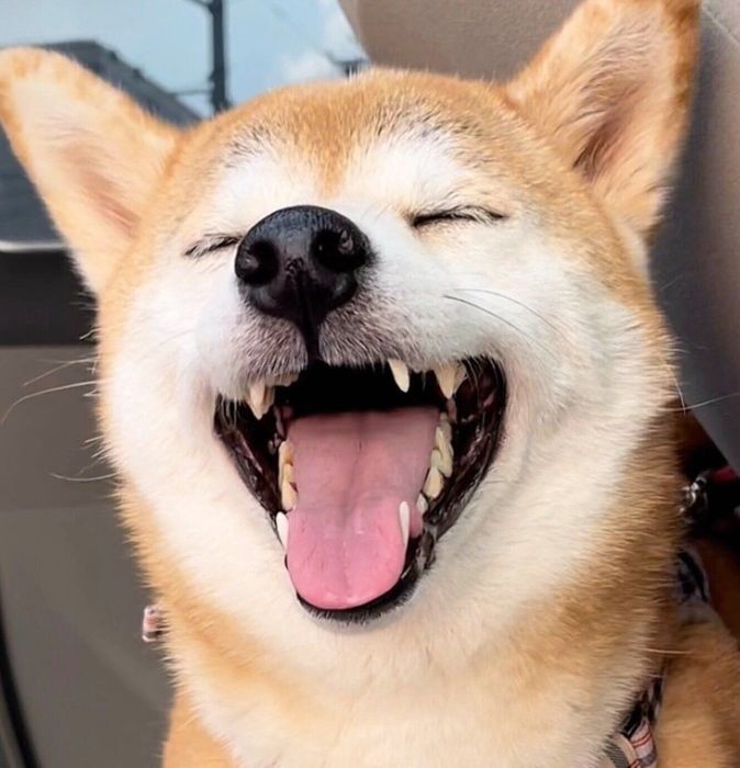 行き先が大好きな公園だと知ったももちゃん