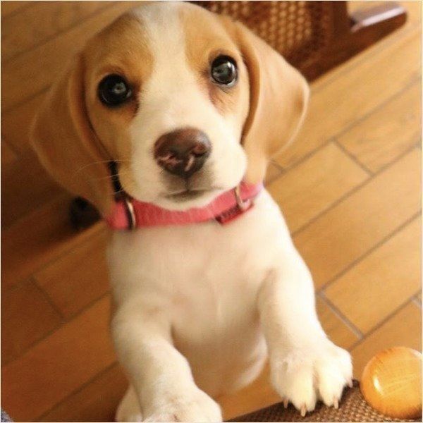 見上げるビーグル