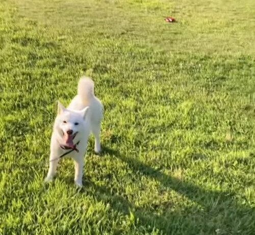 別の日に散歩をするおもちちゃん