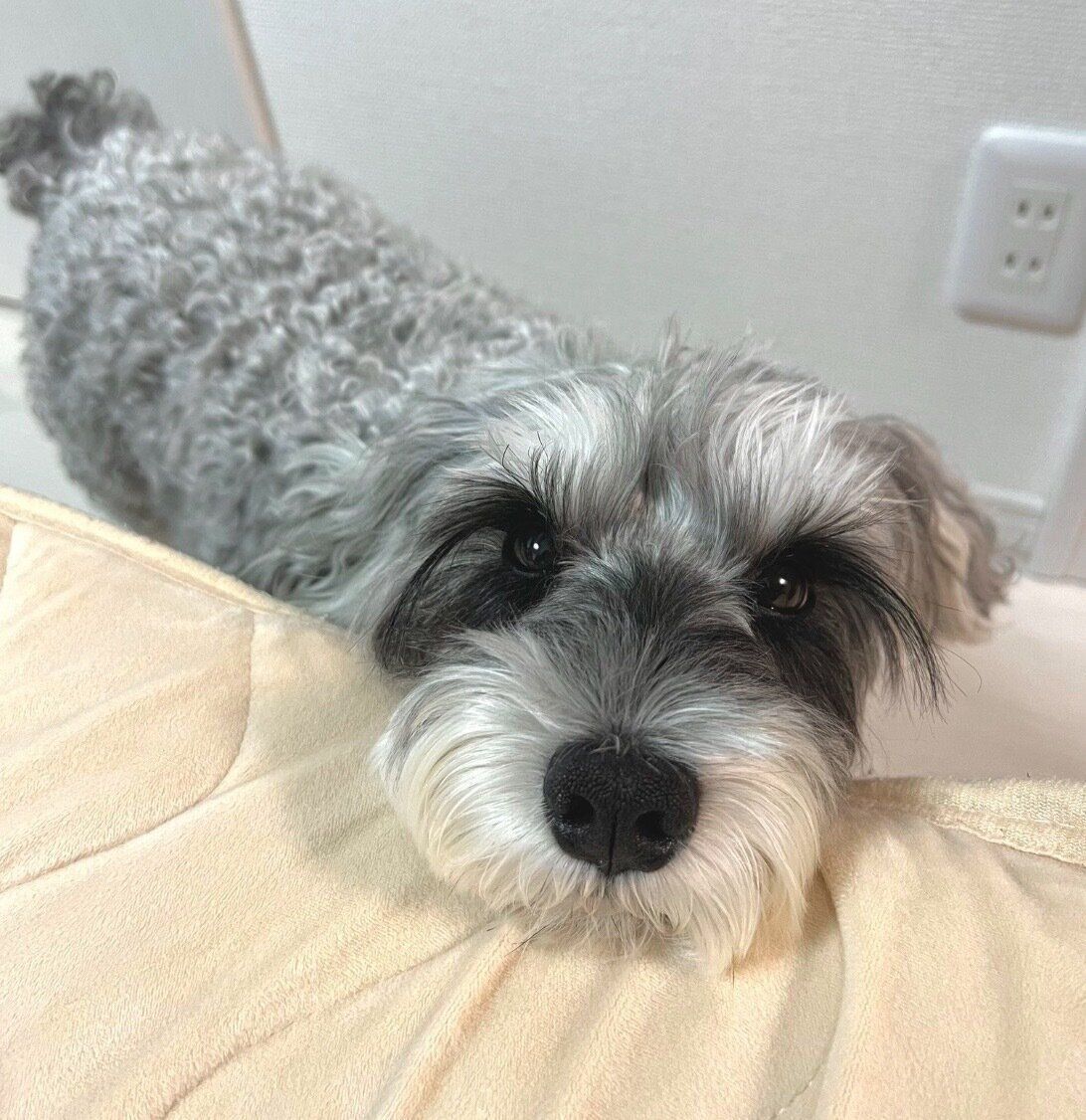 見つめるもずくん