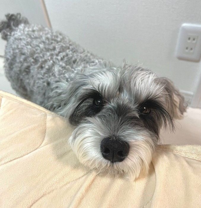 見つめるもずくん