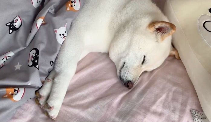 飼い主さんの布団で二度寝するはるちゃん