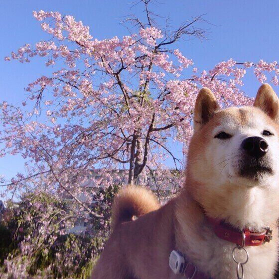 柴のじろうくん