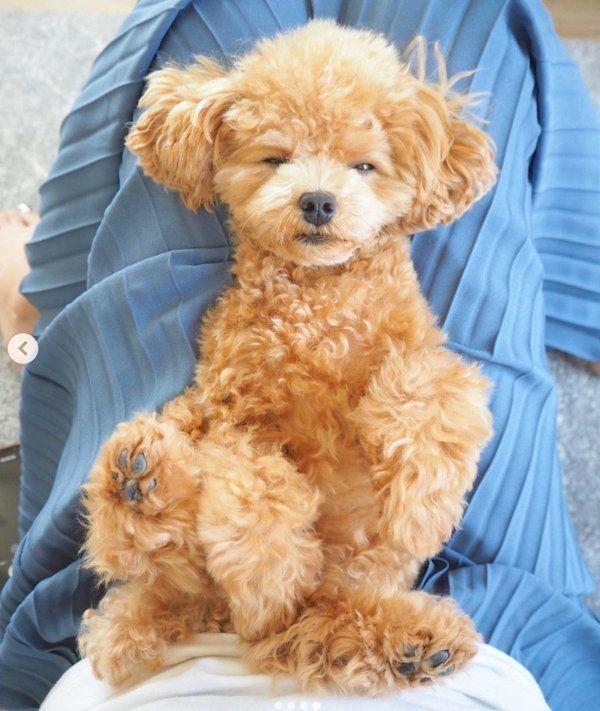 歯磨きするティーカップ・プードル 