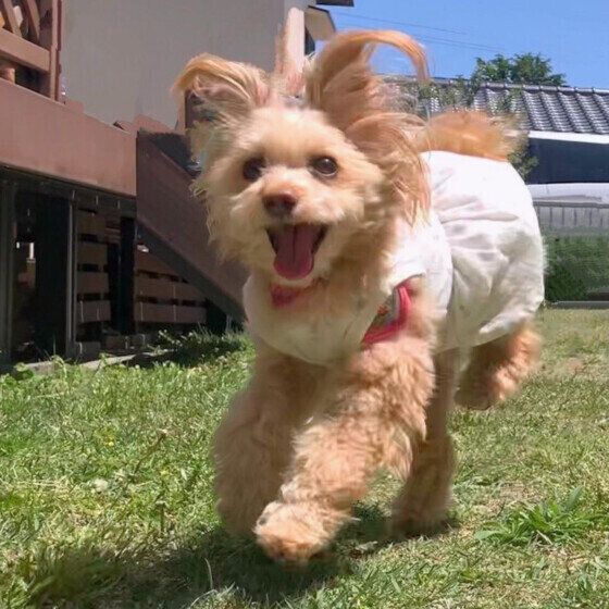 MIXのあんずちゃん