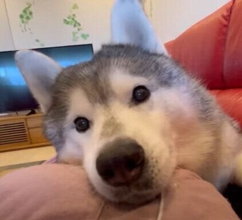 ドアップが可愛すぎる お姉ちゃんのお腹の上でおやつを食べるハスキー いぬのきもちweb Magazine ドアップが可愛すぎる お姉ちゃんのお腹の上でおやつを食べるハスキー いぬのきもちweb Magazine