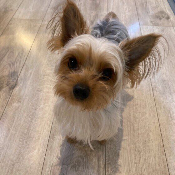 見つめるヨークシャー・テリア