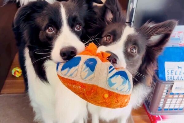 おもちゃを持ってくるチロルくんとノエルちゃん